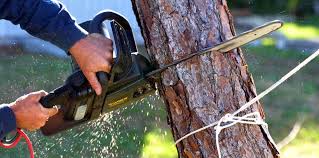 Best Hazardous Tree Removal  in Gun Barrel City, TX