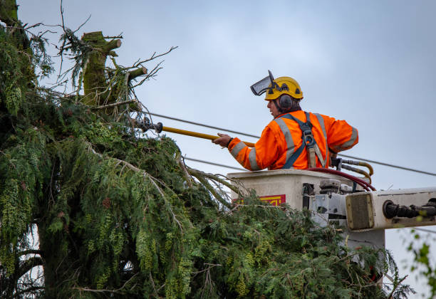 Trusted Gun Barrel City, TX Tree Services Experts