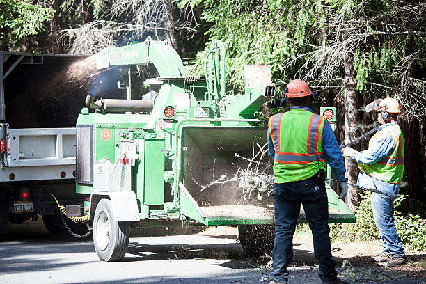 Best Tree Removal Service  in Gun Barrel City, TX